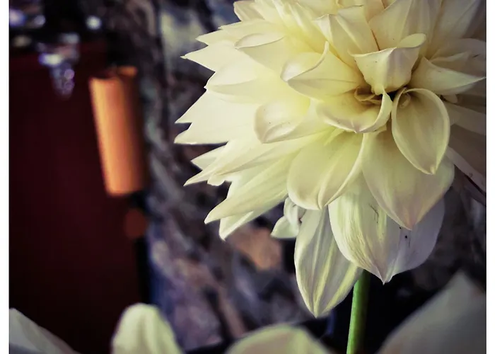 Sans Murs Dans La Nature * San-Martino-di-Lota