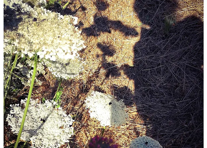 Sans Murs Dans La Nature * San-Martino-di-Lota